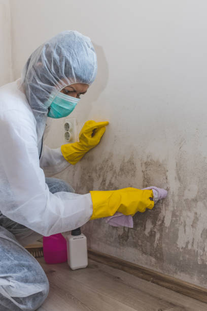 Best Post-Construction Mold Inspection  in Colonial Heights, TN