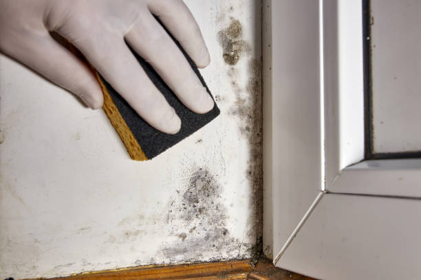 Best Crawl Space Mold Remediation  in Colonial Heights, TN