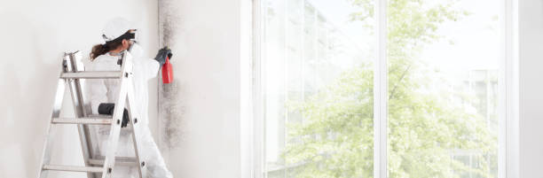 Best Black Mold Removal  in Colonial Heights, TN